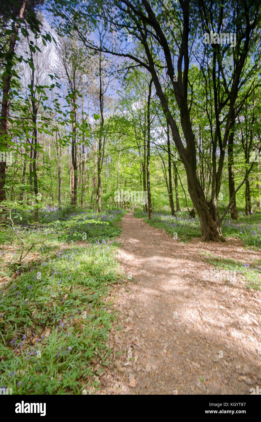 Bosques en inglés en la época de primavera en la exhibición de las