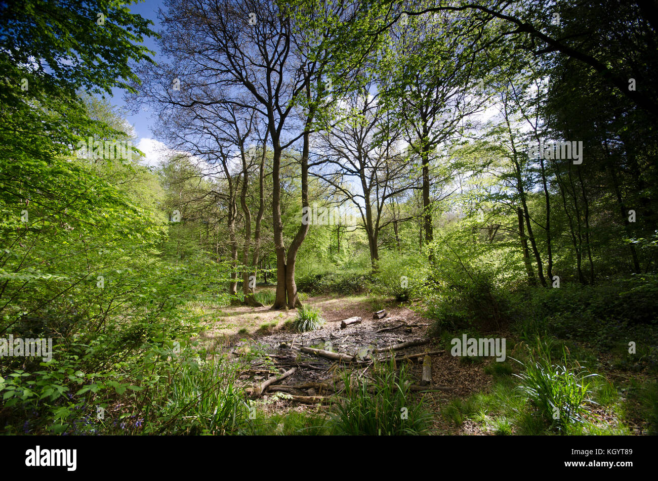 Bosques en inglés en la época de primavera en la exhibición de las