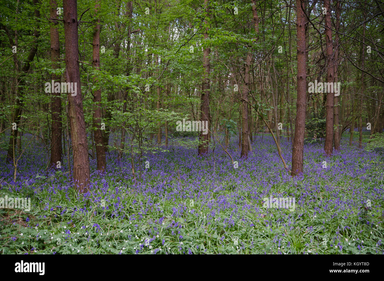 Bosques en inglés en la época de primavera en la exhibición de las
