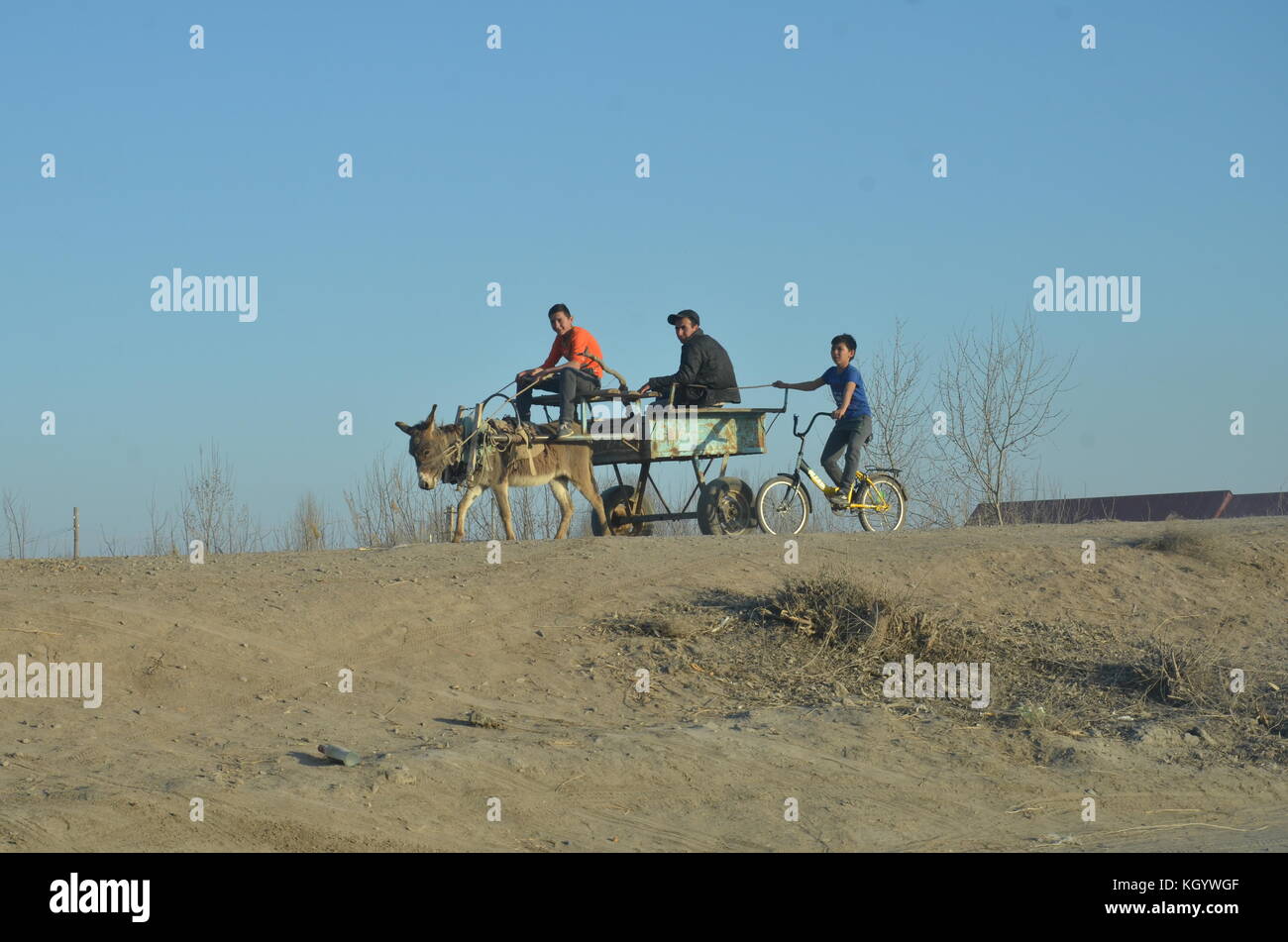Árbol / niños adolescentes en el desierto cabalgando sobre un asno, carro y bicicleta en Uzbekistán. Foto de stock