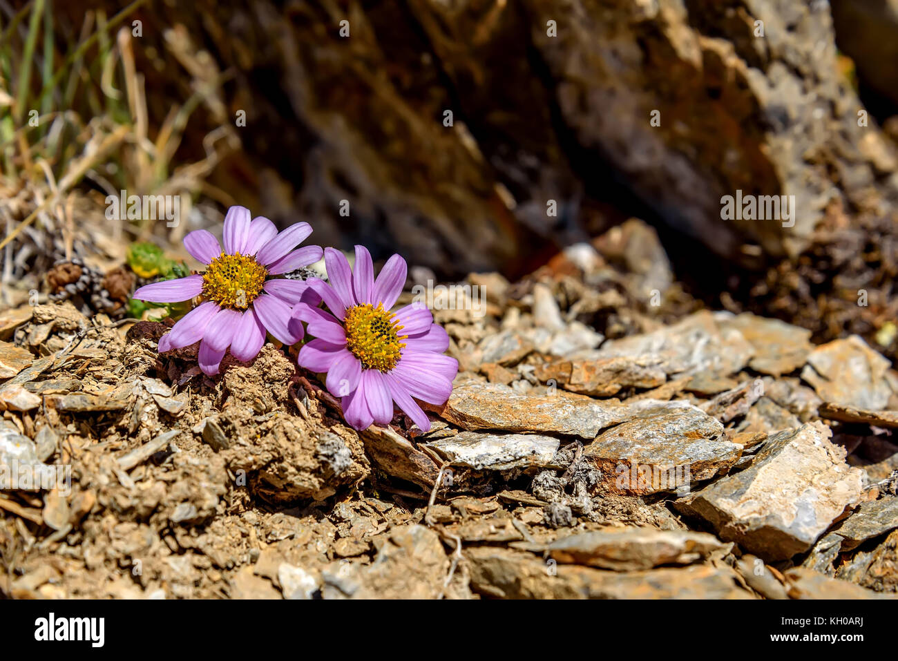 Hermoso entorno natural con delicadas flores rosas margaritas creciendo