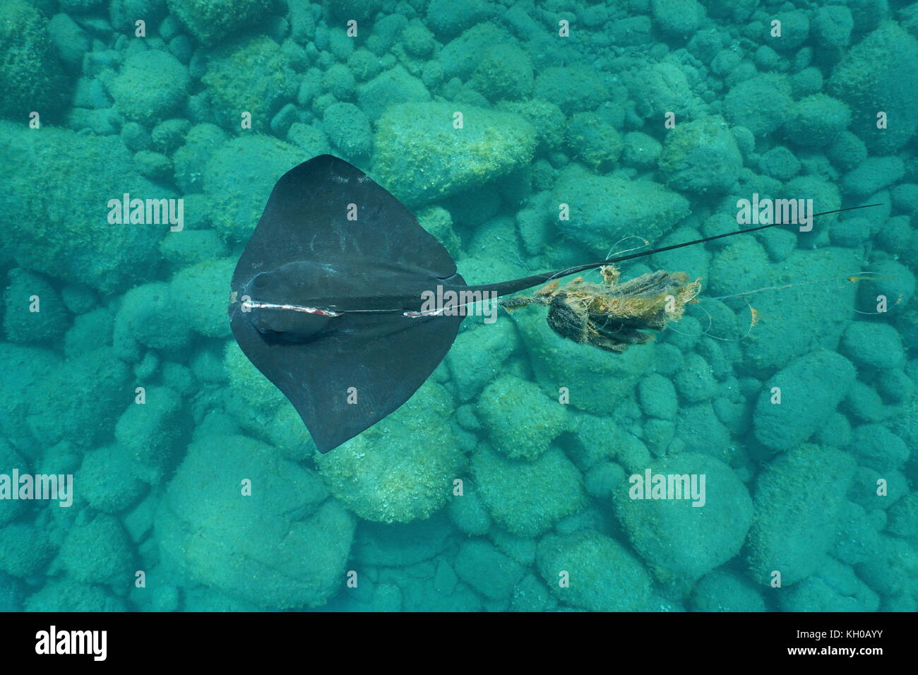 Un submarino stingray común, dasyatis pastinaca, con una lesión grave, enredado en una caña de pescar, visto desde arriba, el mar Mediterráneo, España Foto de stock