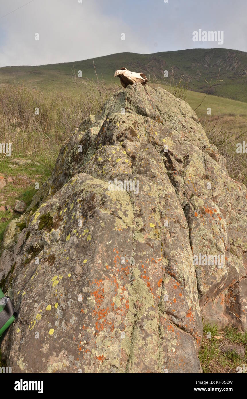 Cráneo de caballo sobre una roca en la naturaleza en Kirguistán, en Asia. Foto de stock