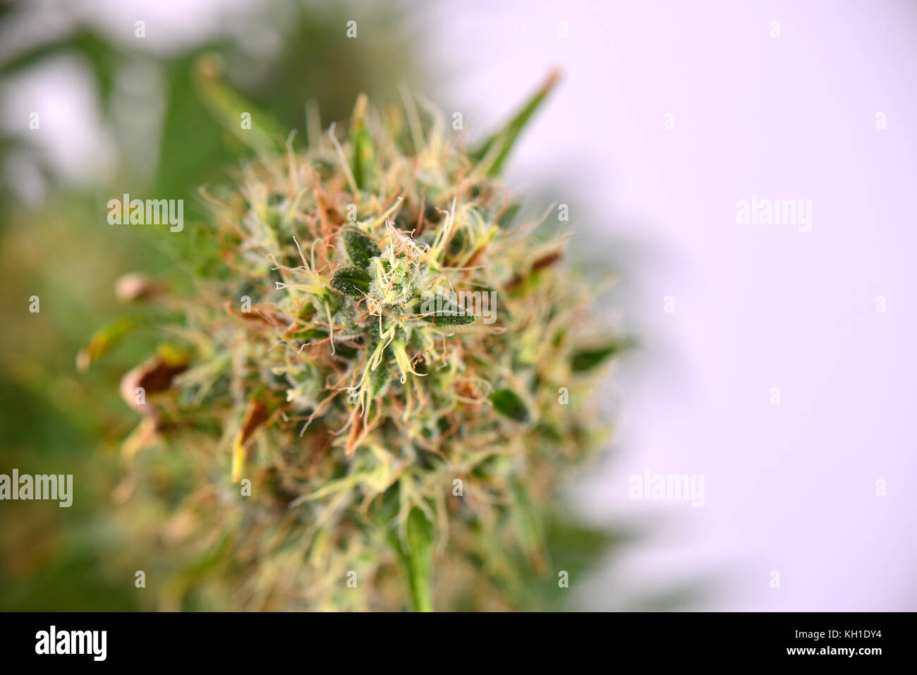 Cerrar detalle de cannabis marijuana diesel agria cola (CEPA) con vello