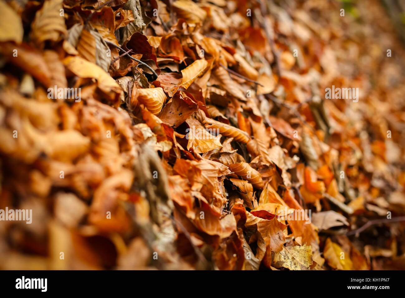 Una vista de hojas caídas sobre el terreno en un bosque de otoño. Foto de stock