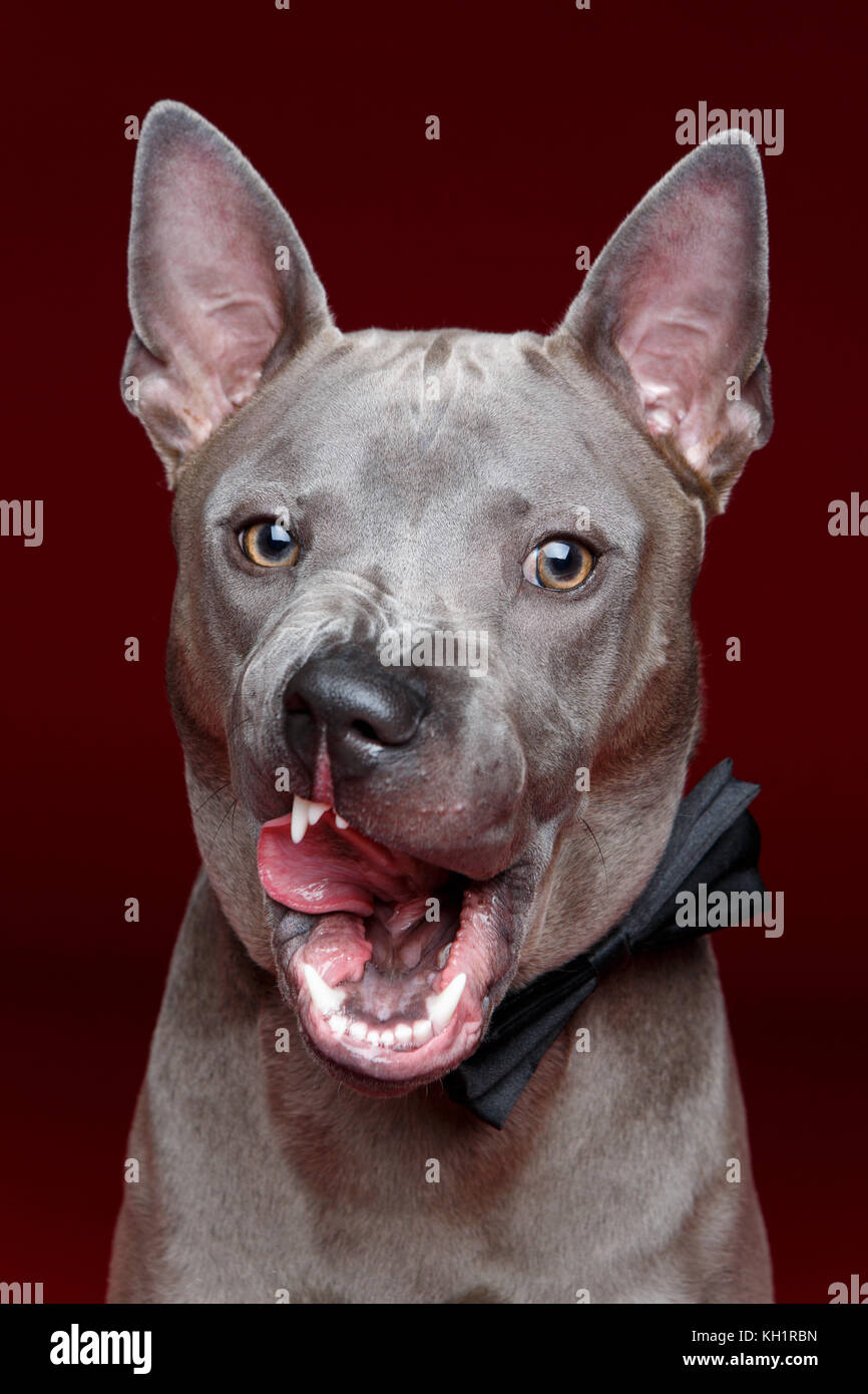 Hermoso perro lamiendo los labios de cresta dorsal tailandés Fotografía de  stock - Alamy