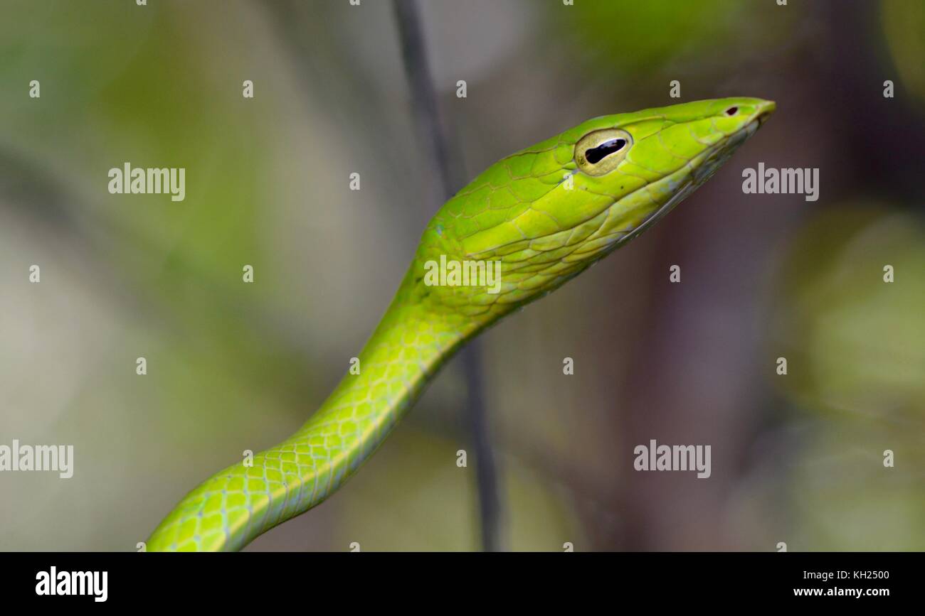 Disparo a la cabeza de una serpiente de vid verde tomada en matorral cerca de una playa Bornean Foto de stock