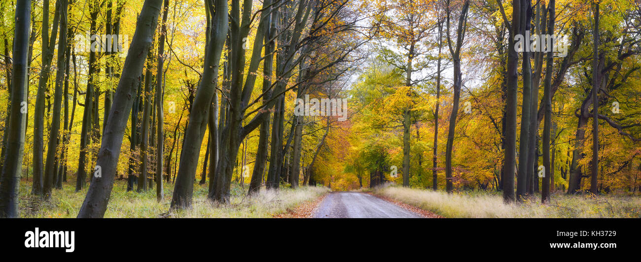 Una vista panorámica de un bosque bosque de otoño en una pequeña ciudad de Wiltshire Foto de stock