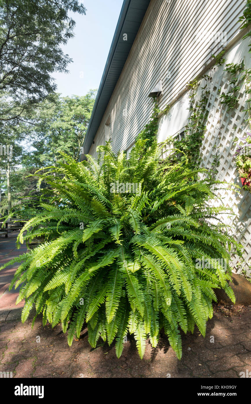 Toronto, Ontario Canada - un gran helecho de Boston, Nephrolepis exaltata, utiliza a menudo como un houseplant es visto aquí en mostrar en jardines Edwards Foto de stock