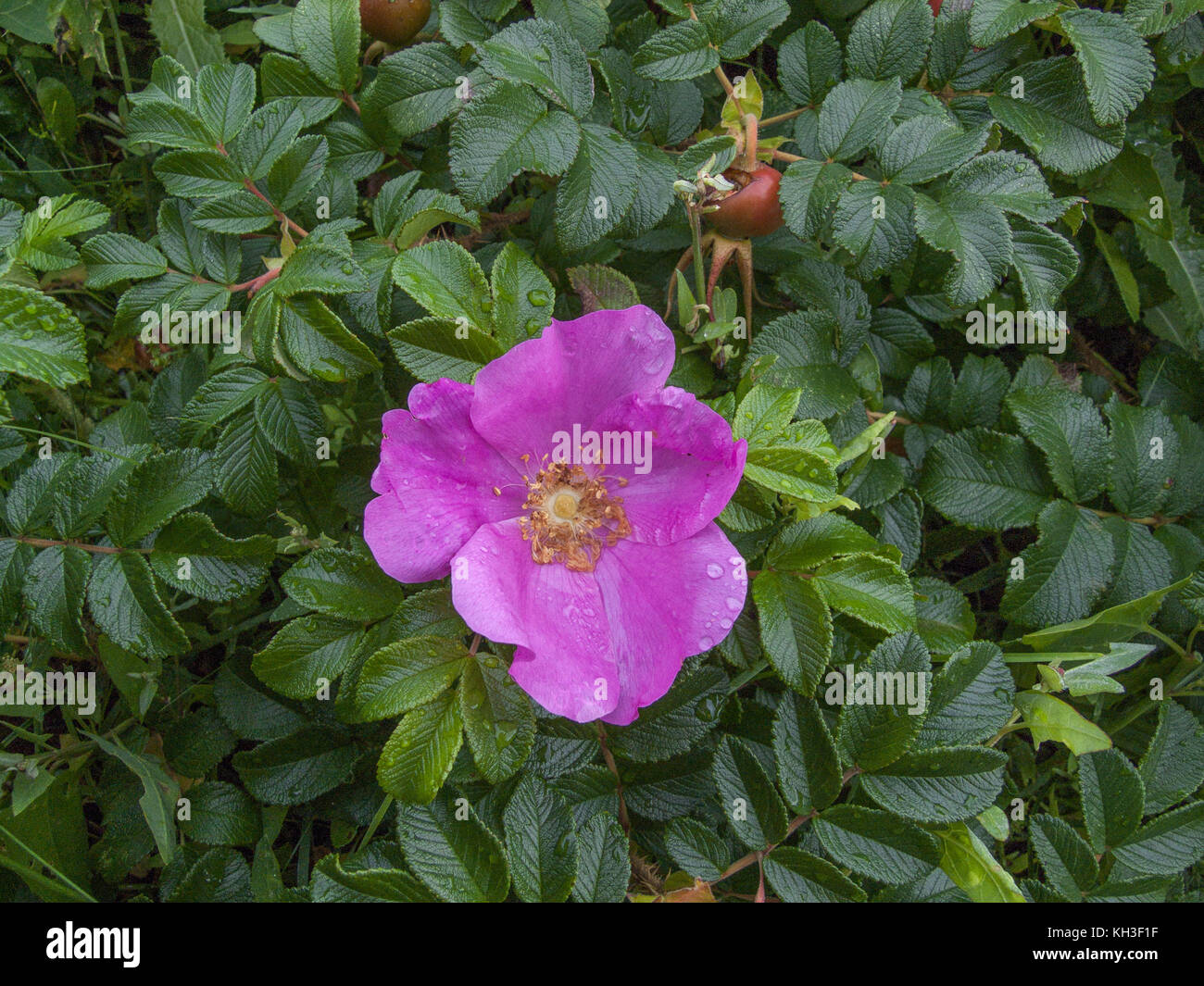 Flor de la rosa rosa japonesa / Rosa rugosa. Foto de stock