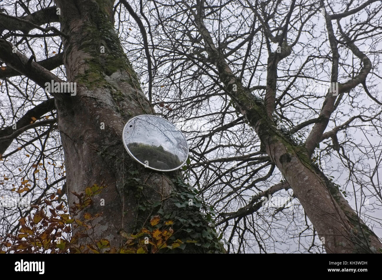 Un espejo montado sobre un árbol para facilitar dejando una propiedad en una carretera con un punto ciego. Foto de stock
