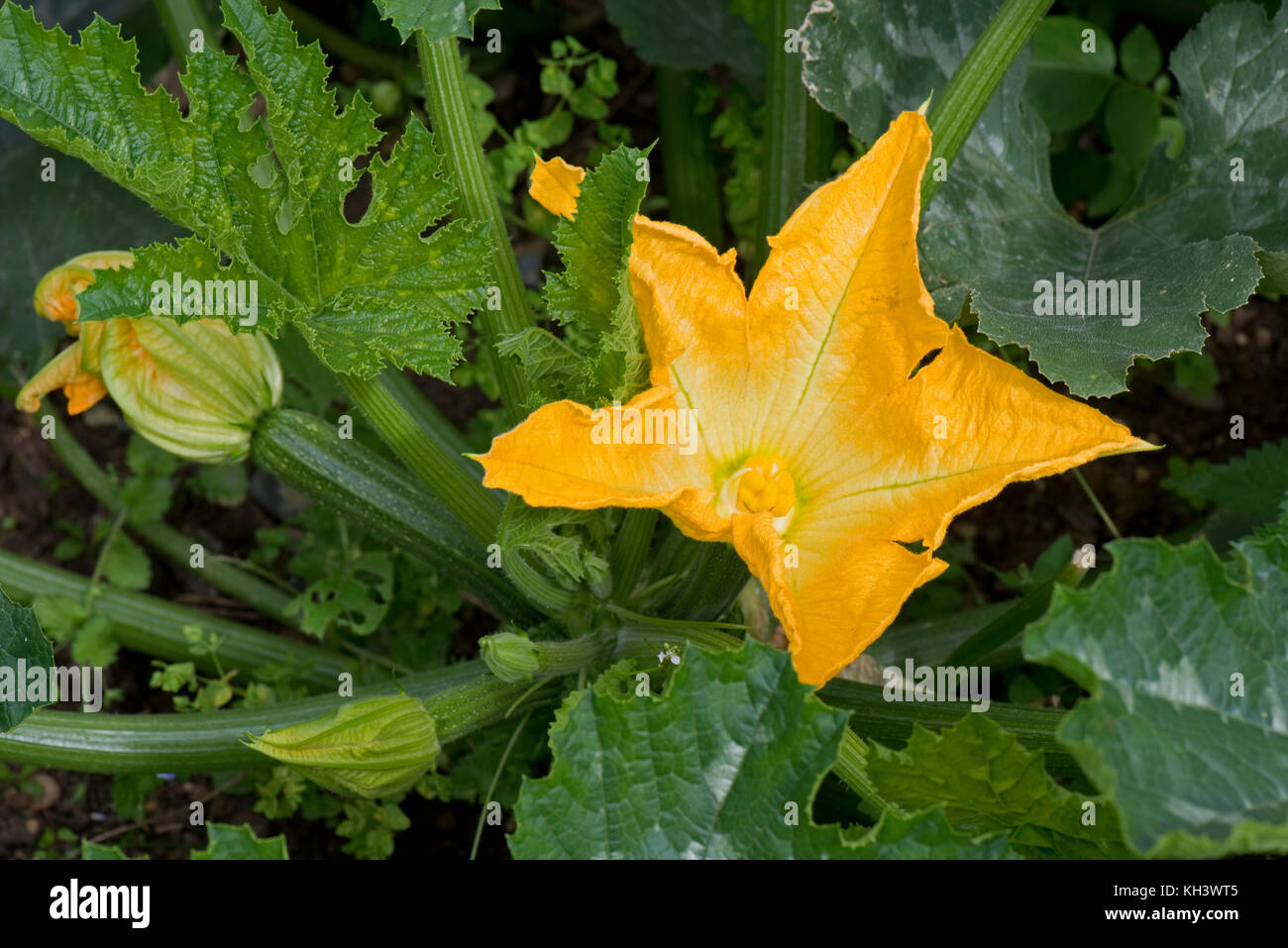 Amarillo flores masculinas y femeninas en un Calabacín Calabacín o planta con fruta joven desarrollando bajo bold cucurbit tipo hojas verde oscuro Foto de stock