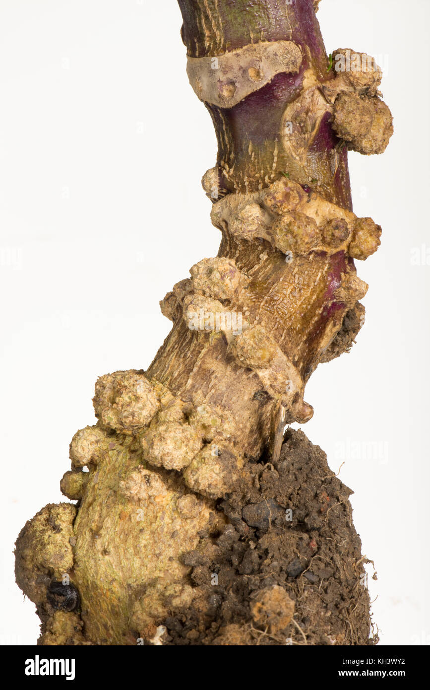 Edema o edema o aftas, hinchazón abióticos en el tallo de una planta de semillas germinadas brussel púrpura, Brassica oleracea, Foto de stock