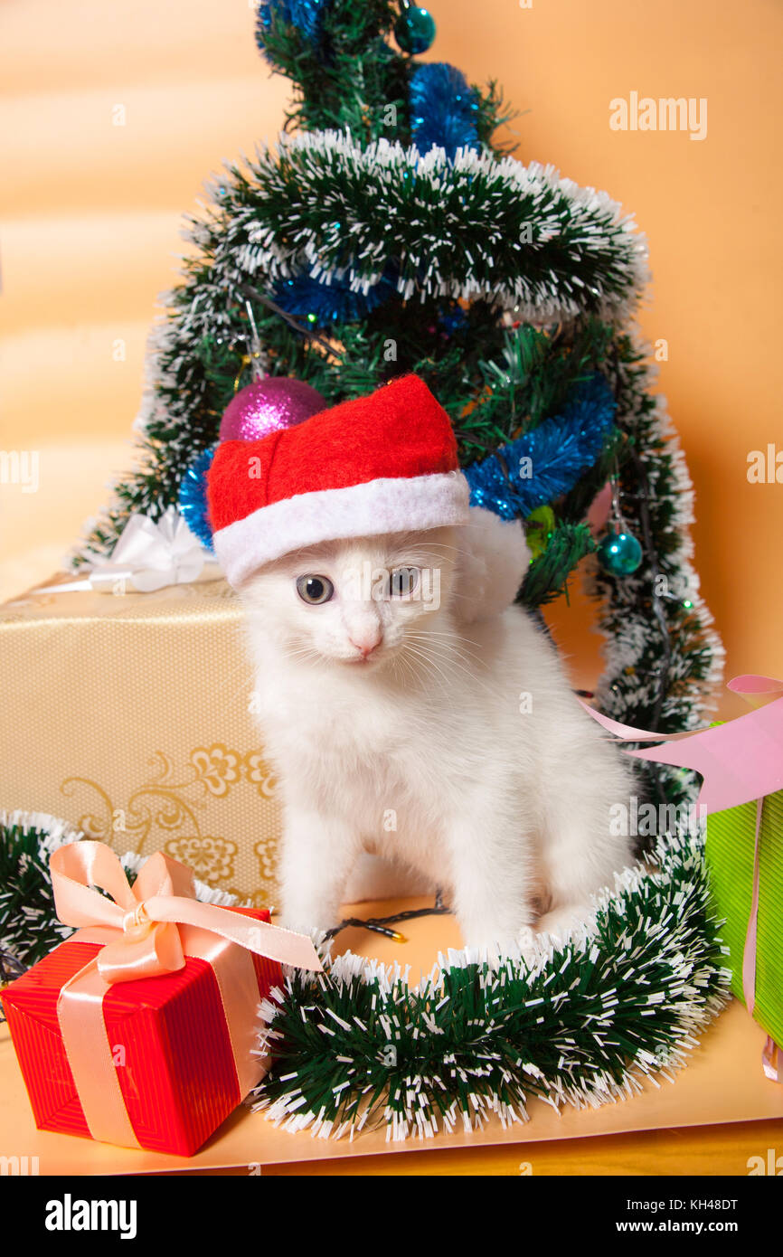 Navidad gato en el sombrero rojo de santa cerca del árbol de navidad  Fotografía de stock - Alamy