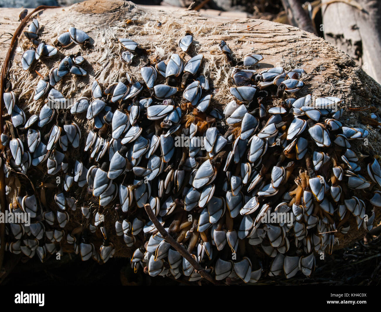 Racimos de pelágicos de cuello de ganso percebes arrastrados hasta un gran driftwood log. Foto de stock