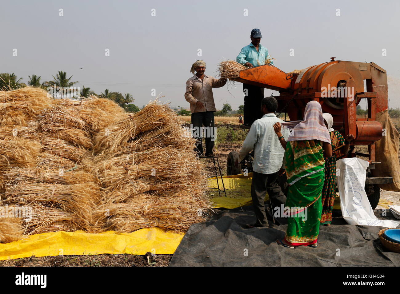 Trilla de cultivos de trigo, chinchani, Maharashtra, India, Asia Foto de stock