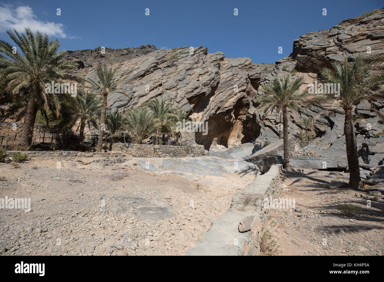 Árbol de palmera que crece en frente de una cueva y balad seet, Omán. Foto de stock