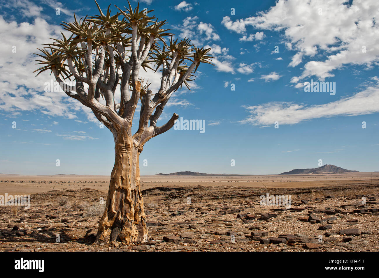 Hermoso árbol carcaj exóticos en rocoso y árido paisaje de Namibia, Namibia, África del Sur. Foto de stock