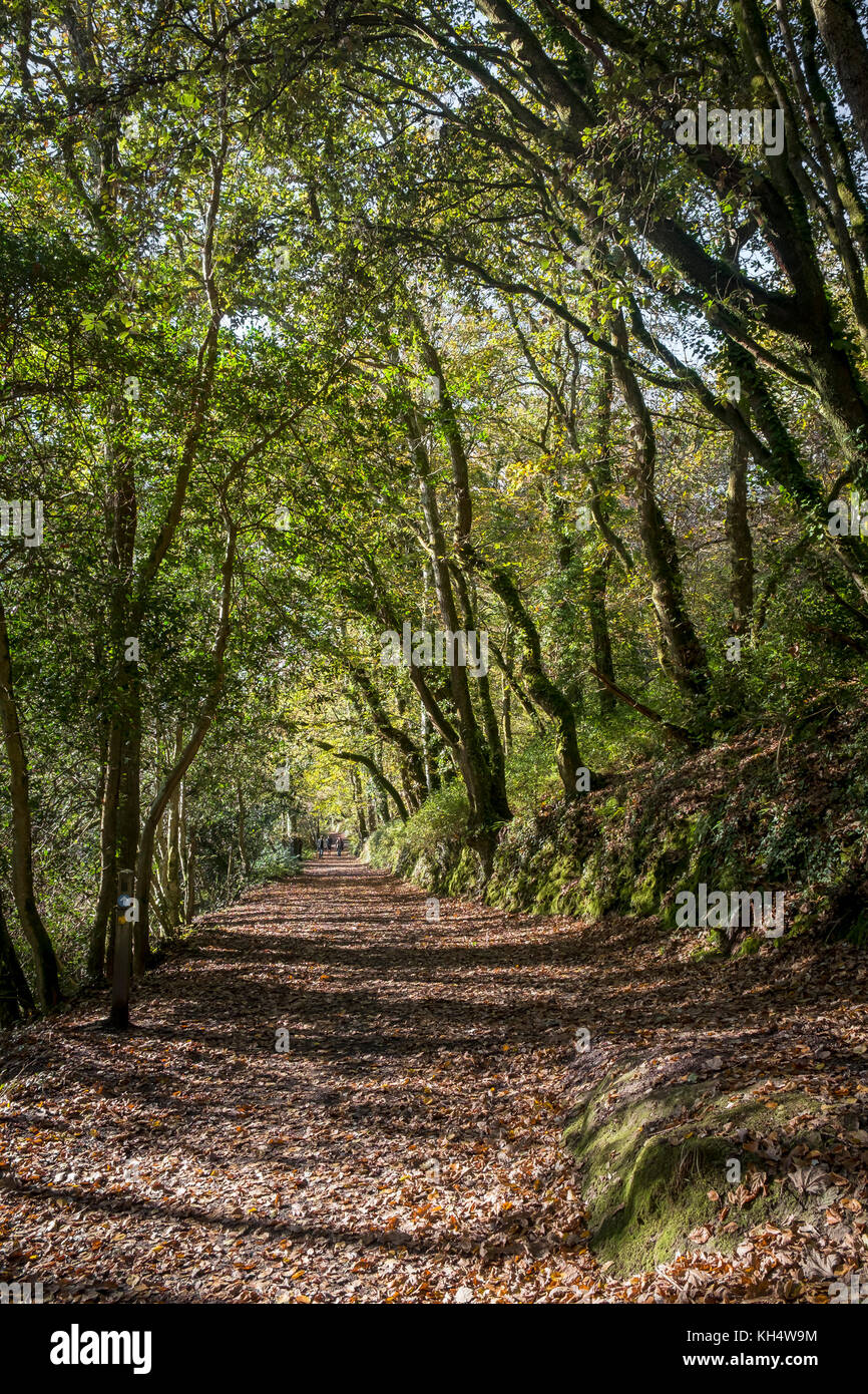 Hojas de otoño que cubren un sendero en Tehidy Country Park Cornwall Reino Unido. Foto de stock