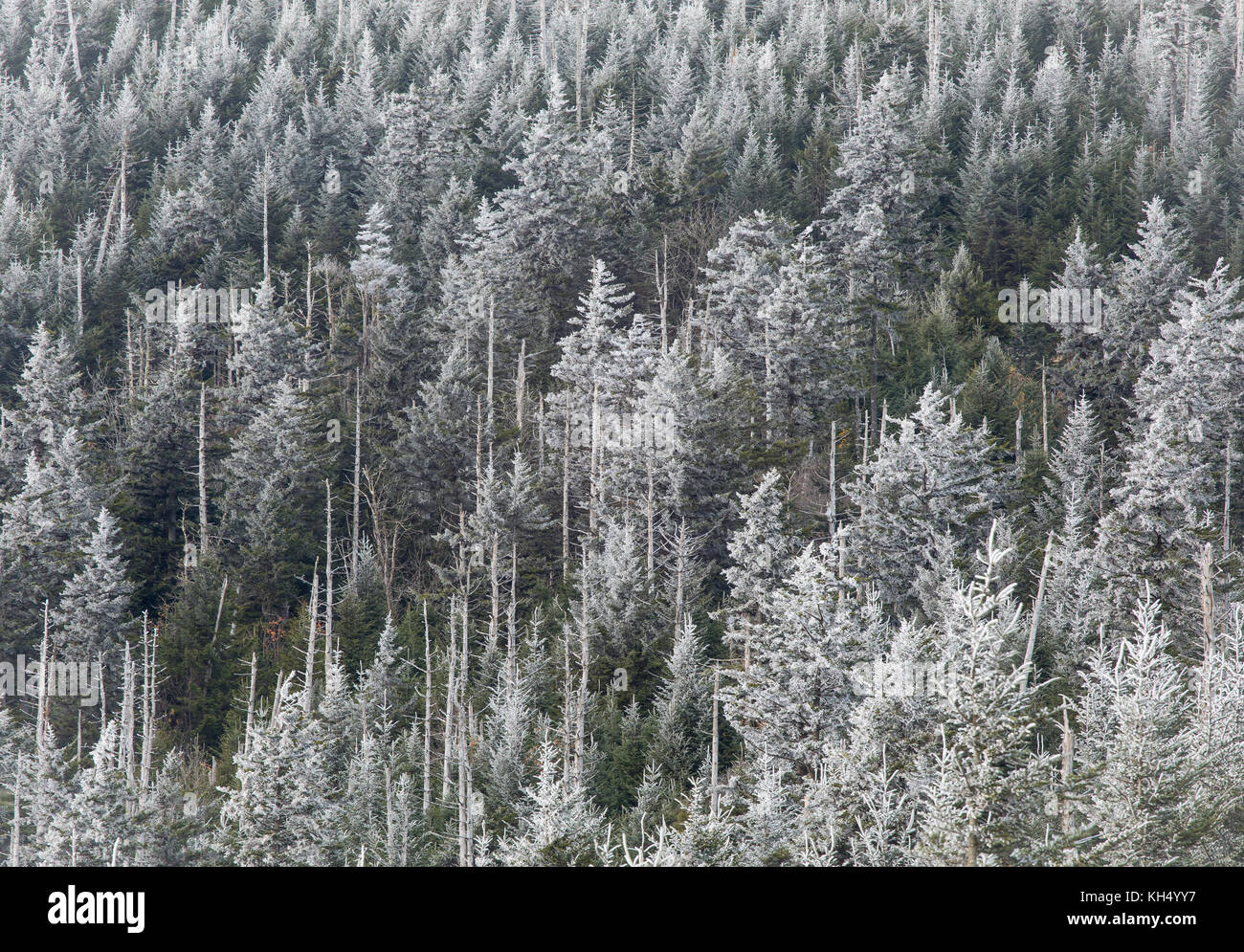 La picea-bosque de pinsapos en los Apalaches meridionales se compone principalmente de abeto rojo (Picea Rubens) y Fraser (abies fraseri). abeto rojo crece en muchas partes de América del Norte, pero el abeto fraser crece solamente en los Apalaches meridionales. Clingmans Dome es el punto más alto en el Great Smoky Mountain National Park, a una elevación de 6643 metros, es el pico más alto de Tennessee y el tercer pico más alto al este del río Mississippi en un día claro es posible ver a aproximadamente 100 millas de la cumbre. viendo hacia el sur, es posible divisar la t Foto de stock