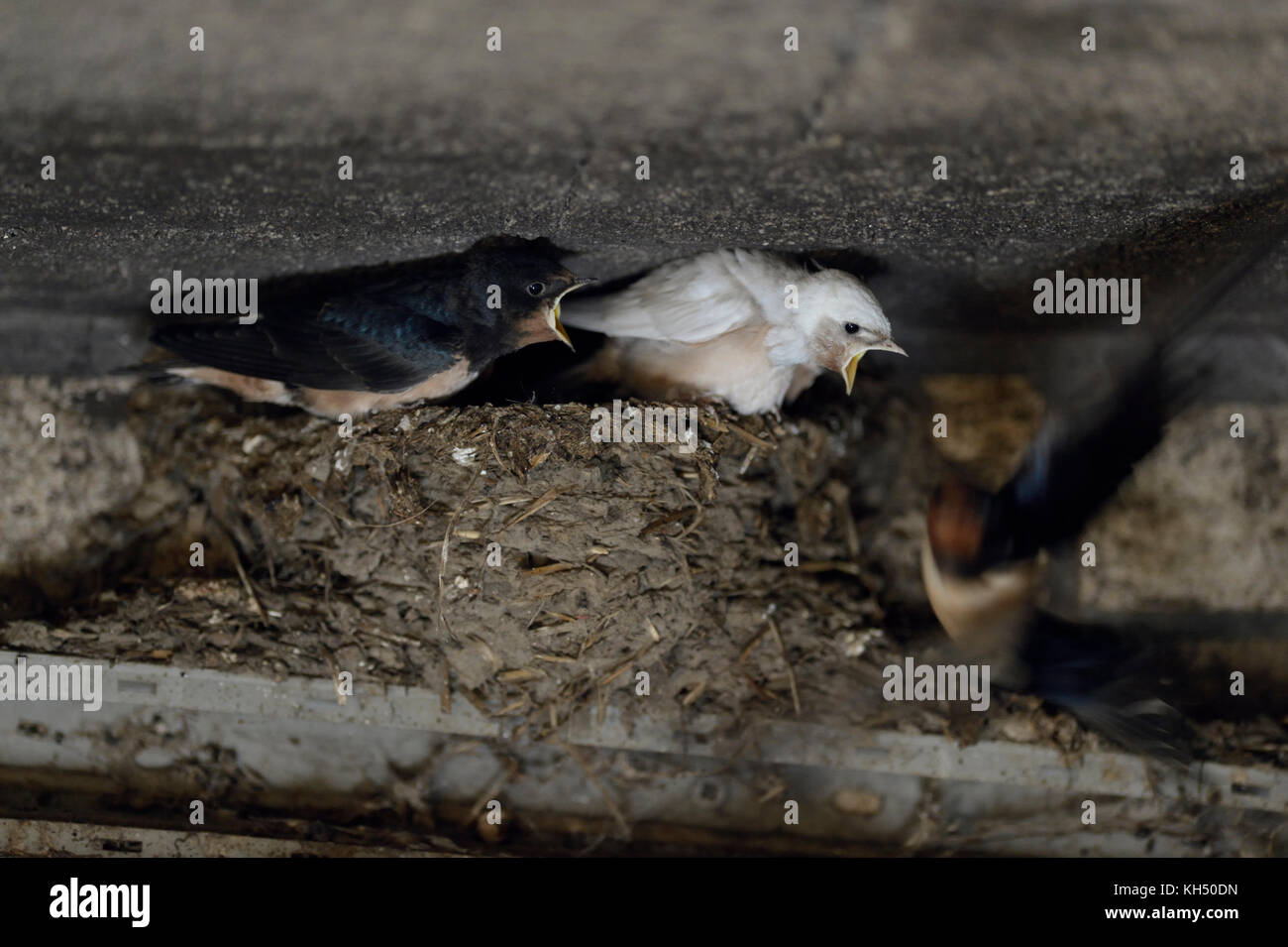 Granero de golondrinas ( Hirundo rustica ), adulto que alimenta sus polluelos en nido, dos de ellos con plumaje blanco, leucisma, wildilfe, Europa. Foto de stock