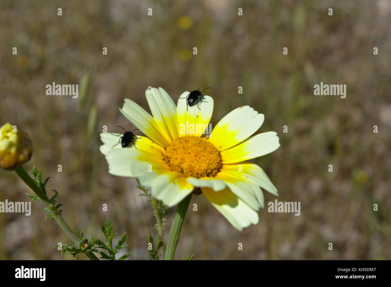 Bugs en amarillo en la colina philopappos daisy, Atenas, Attica, Grecia Foto de stock