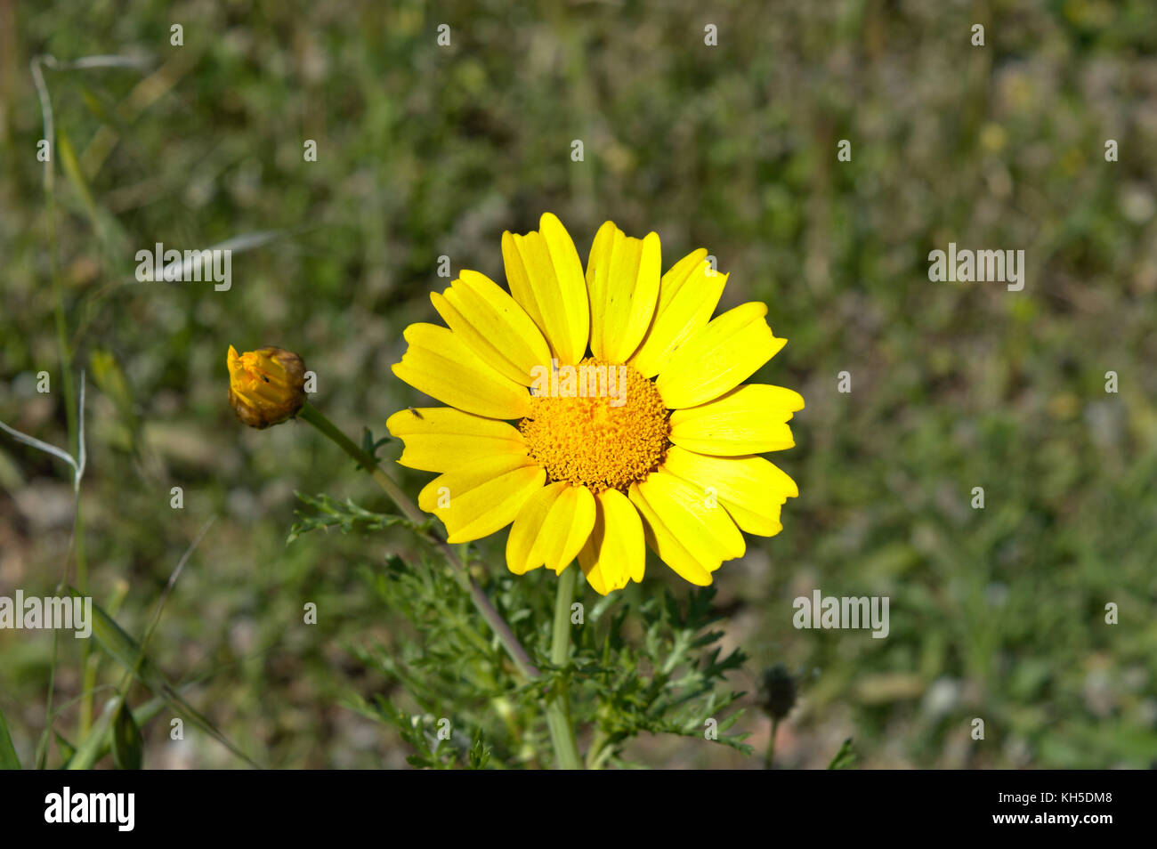 Daisy amarilla sobre la colina philopappos, Atenas, Attica, Grecia Foto de stock
