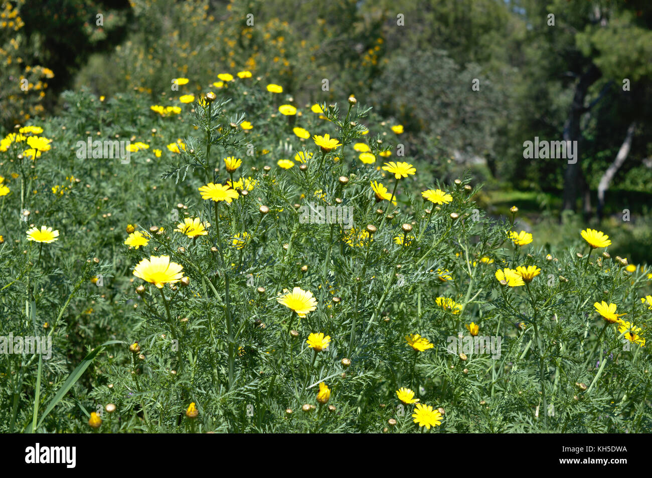 Margaritas amarillas en la colina philopappos, Atenas, Attica, Grecia Foto de stock