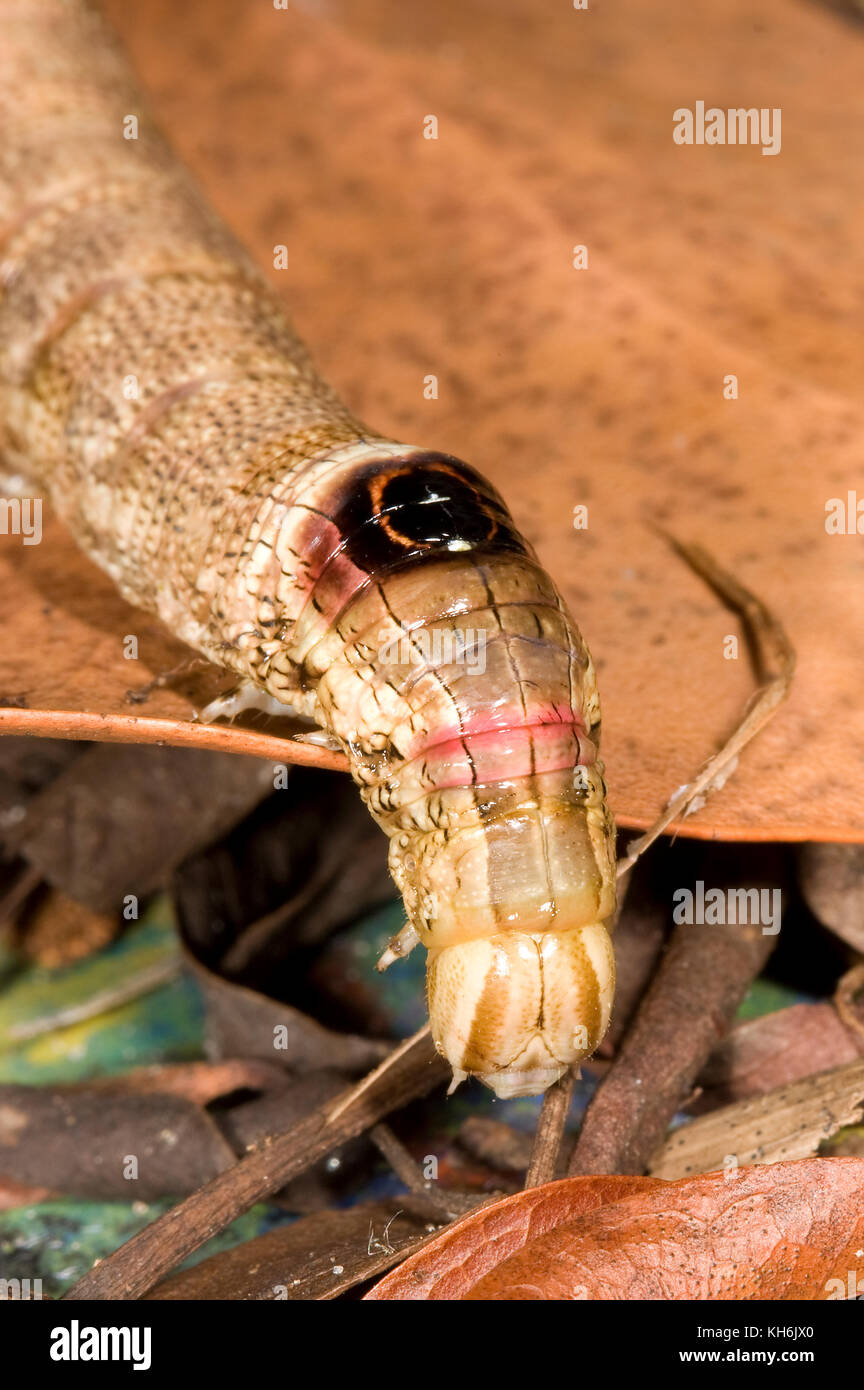 Erinnyis ello fotografías e imágenes de alta resolución Alamy