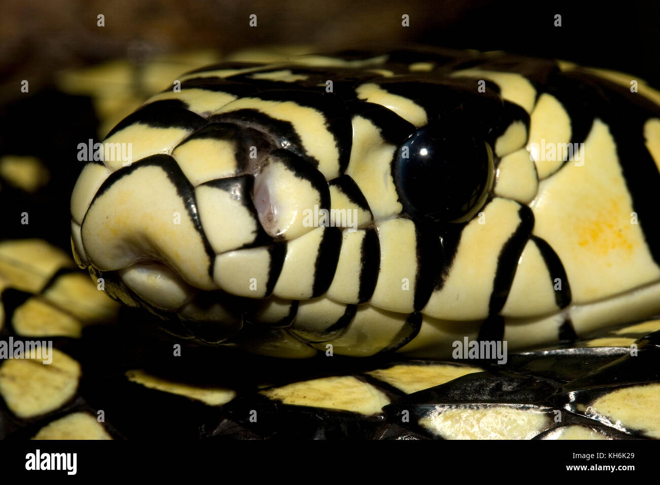 Serpiente de rata tigre, pilotes pullatus, cuenca amazónica Foto de stock