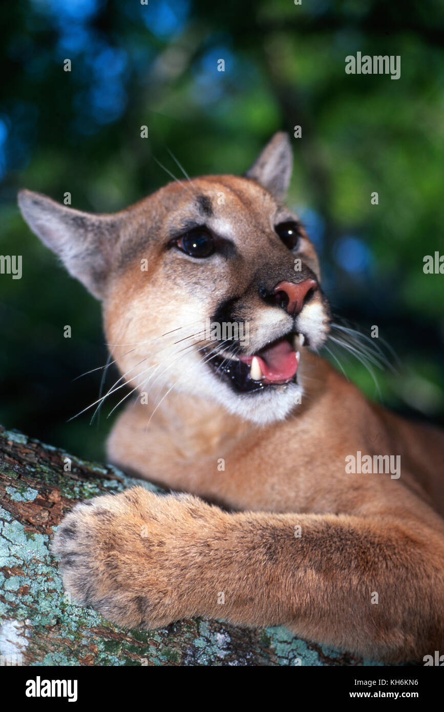 Norteamérica Folleto Especialidad La pantera de Florida, en peligro de extinción el Puma concolor coryi  Fotografía de stock - Alamy