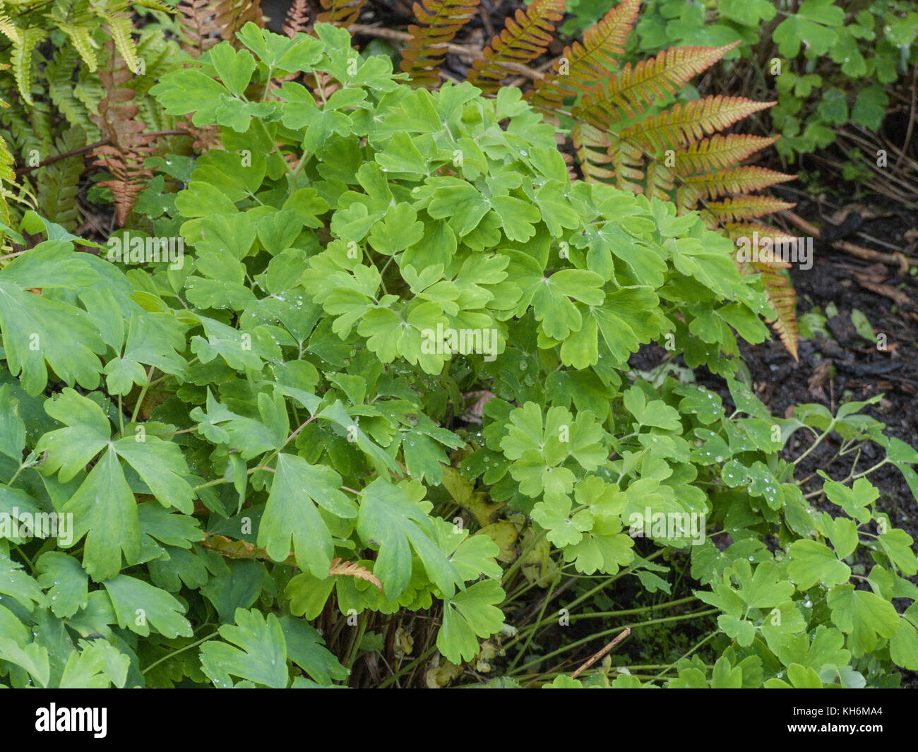 Follaje de Columbine / Aquilegia vulgaris. Foto de stock