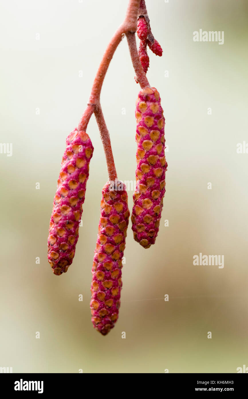 Amentos masculinos rosa joven en otoño las ramas del oro dejados aliso, Alnus incana 'Aurea' Foto de stock