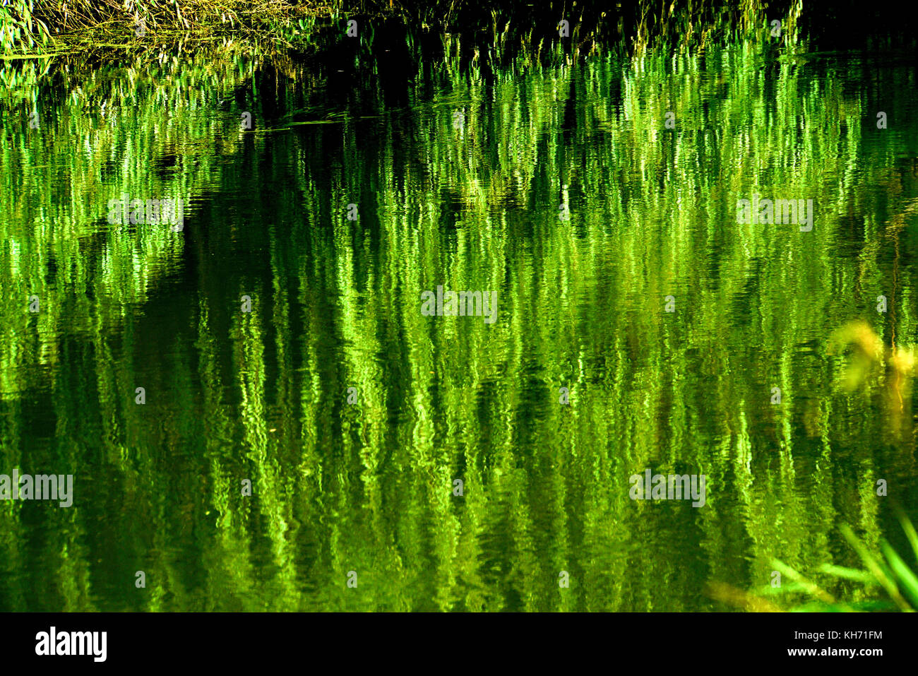 Las malas hierbas, arbustos y árboles en la orilla del río se reflejan en el  murmullo del agua del río Fotografía de stock - Alamy