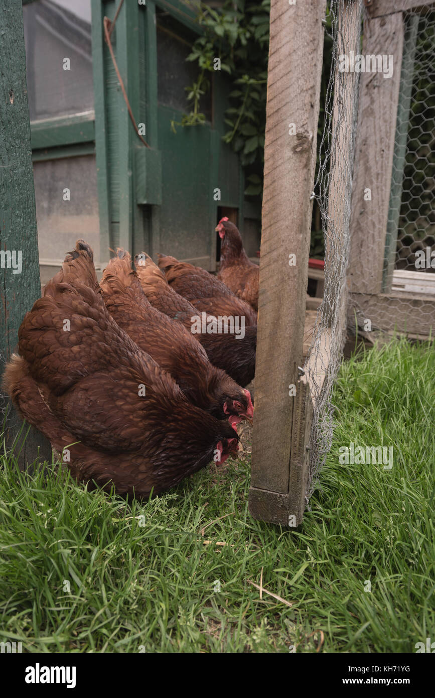 Close-up de gallinas que comen hierba en granja avícola Fotografía de stock  - Alamy
