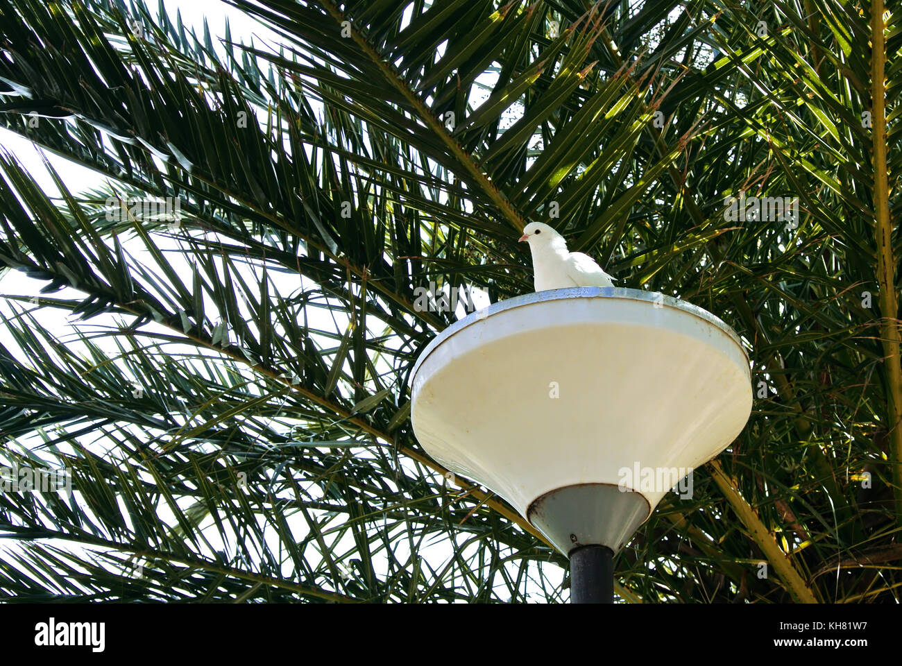 Un fondo con una paloma blanca sentado en la parte superior de una linterna blanca en un parque de la ciudad sobre un fondo de hojas de palma en un soleado día cálido. Foto de stock