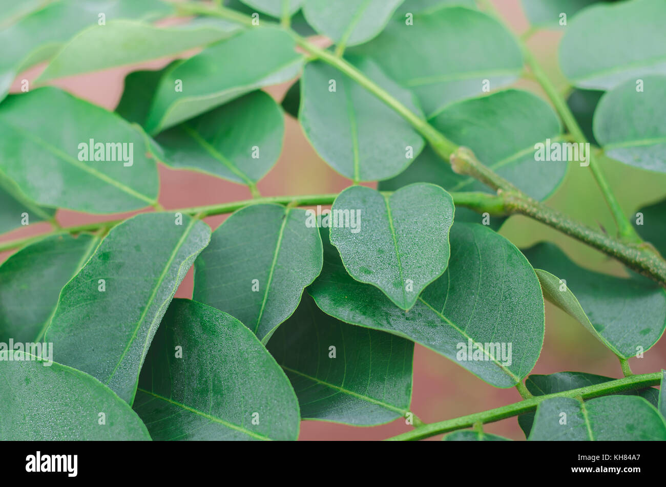 Conjunto de maderas exóticas real para espacios de pluma y de bricolaje  Fotografía de stock - Alamy