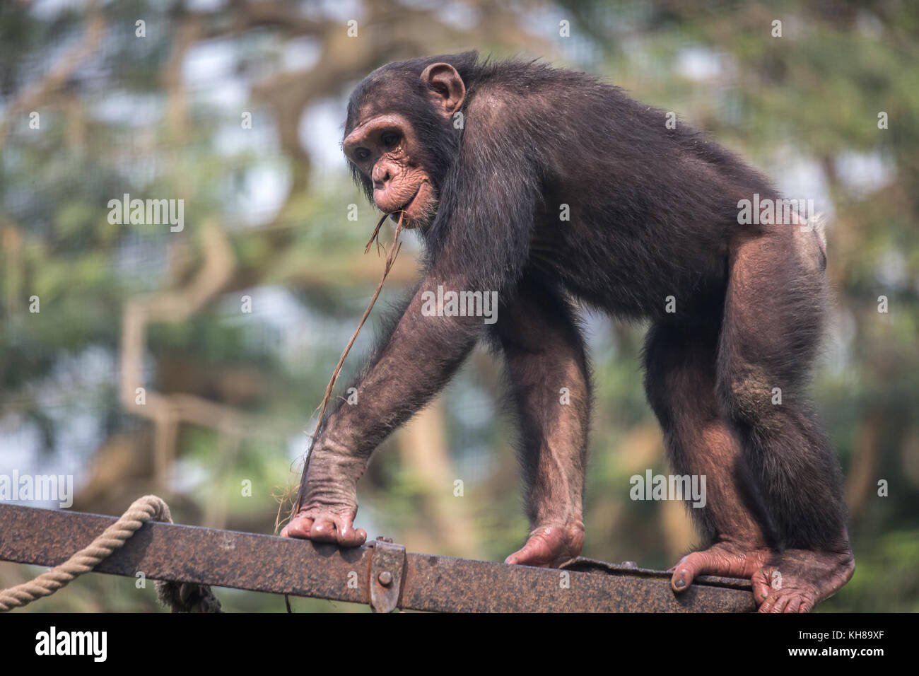 El chimpancé de muy buen humor. los chimpancés entre todos los primates presentan rasgos conductuales más cercano al de los seres humanos Foto de stock
