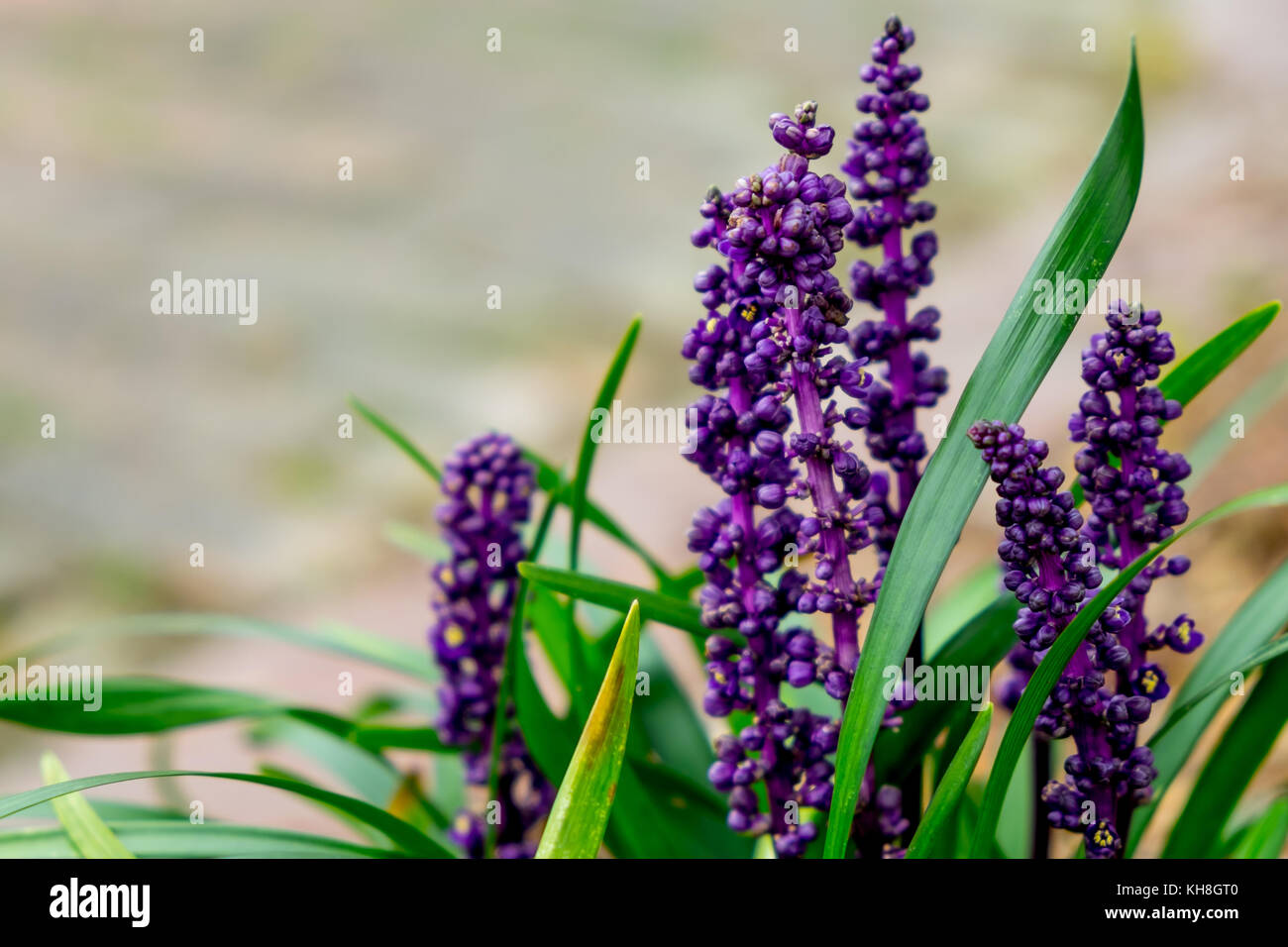 Racimo de flor morada fotografías e imágenes de alta resolución - Alamy Racimo de flor morada fotografías e imágenes de alta resolución - Alamy
