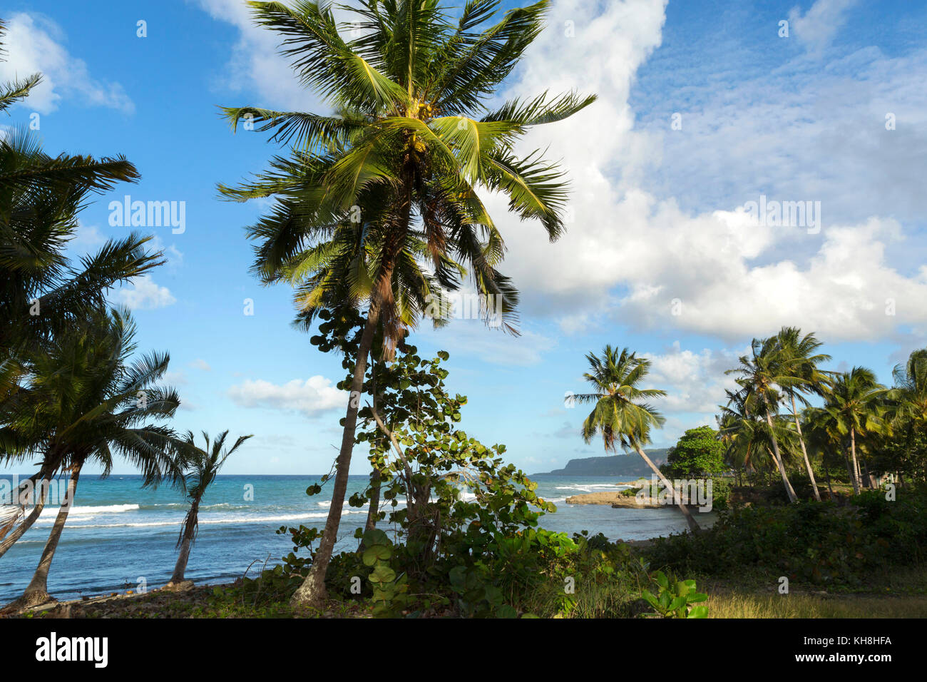Provinz Palmenstrand bei Baracoa, Guantánamo, Kuba Engl. Provinz: Cuba, Guantánamo, Baracoa, playa, palmeras Foto de stock
