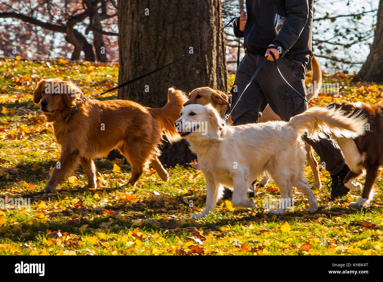 Perros caminando en el parque fotografías e imágenes de alta resolución -  Alamy