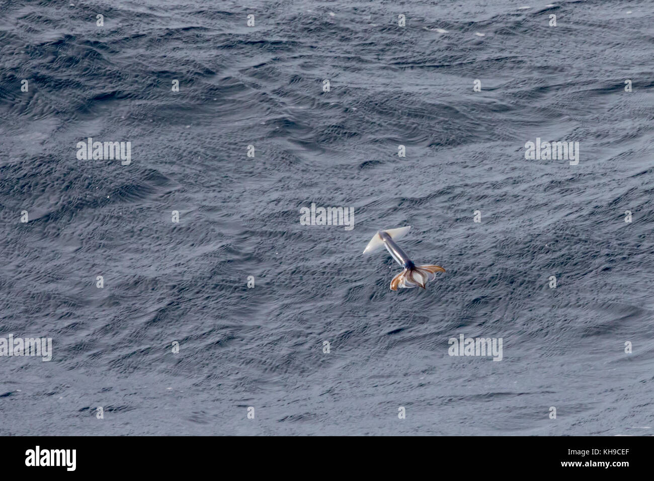 Poco conocido potas despegar desde el agua por el Jet Propulsion para escapar de la depredación en el medio del océano Atlántico Foto de stock