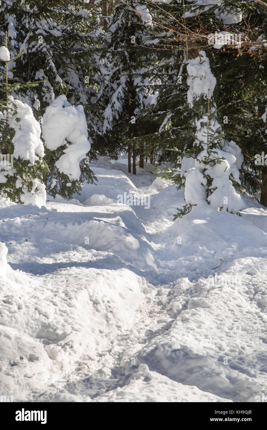 Wildlife vía corriendo a través de la nieve en el bosque de abetos en invierno Foto de stock
