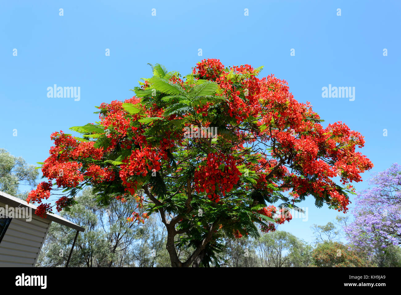 Royal Poinciana (Delonix regia), Fabaceae, Caesalpinioideae, Queensland, Queensland, Australia Foto de stock