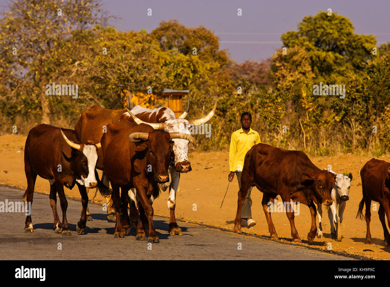 Niño Africano con el ganado en la franja de Caprivi, Namibia Foto de stock