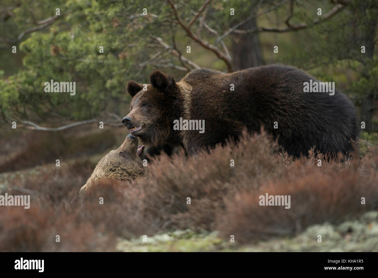 Eurasian Brown Bears / Europaeische Braunbaeren ( Ursus arctos ) lucha, lucha, en lucha, en el arbustos de un claro en un bosque, Europa. Foto de stock