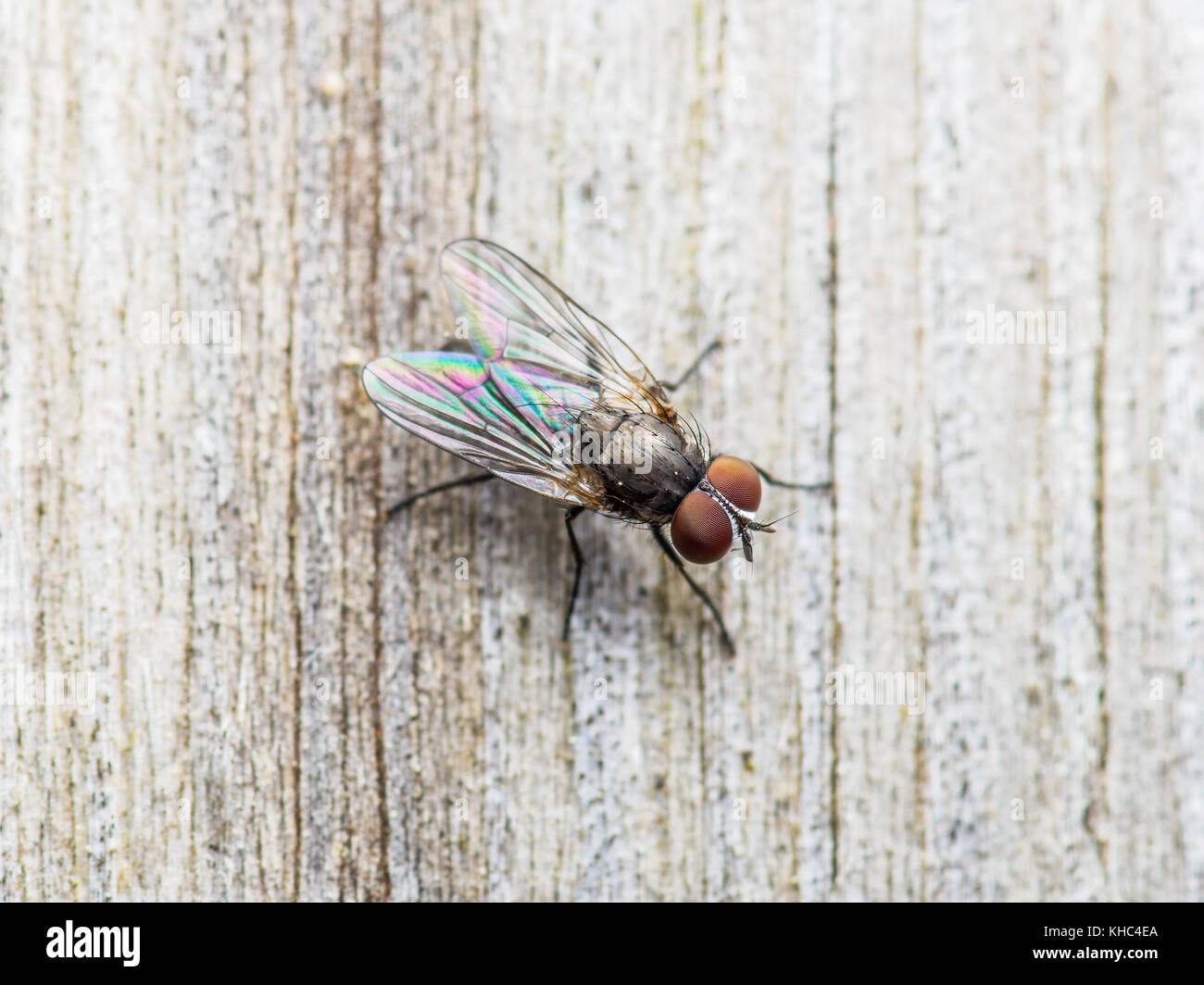 Poco mosca Drosophila insecto en pared de madera Foto de stock