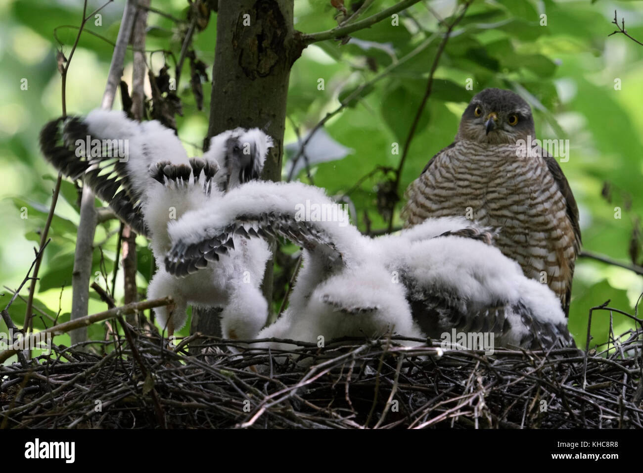 Gavilán ( Accipiter nisus ), hembra adulta viendo a sus jóvenes polluelos, aves jóvenes en formación nido, sacudiendo con alas, Europa. Foto de stock