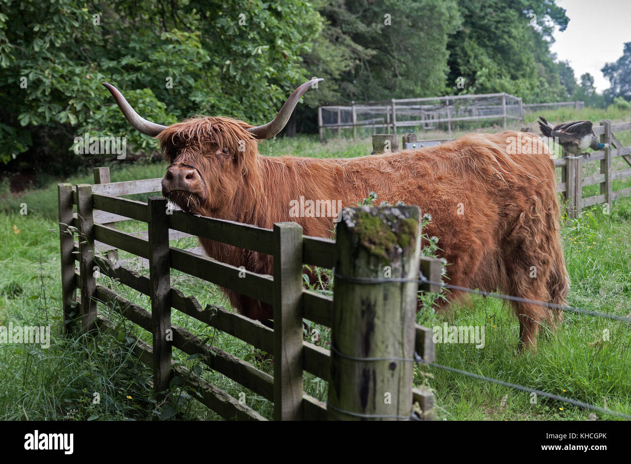 Escocia Foto de stock
