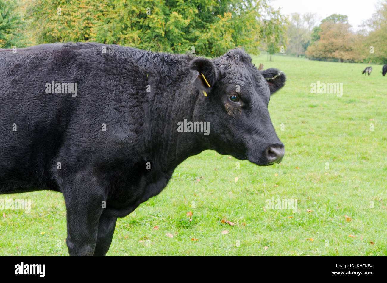 vaca negro Foto de stock